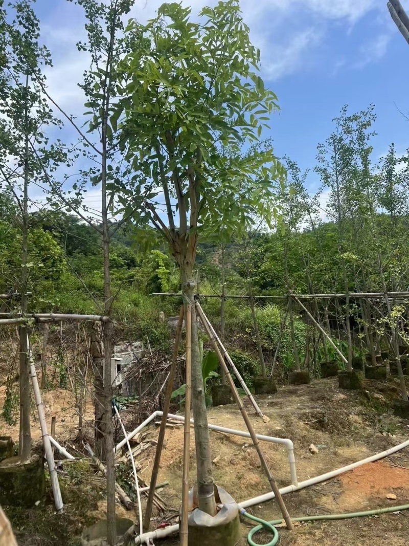 腊肠树8-12公分大量出售