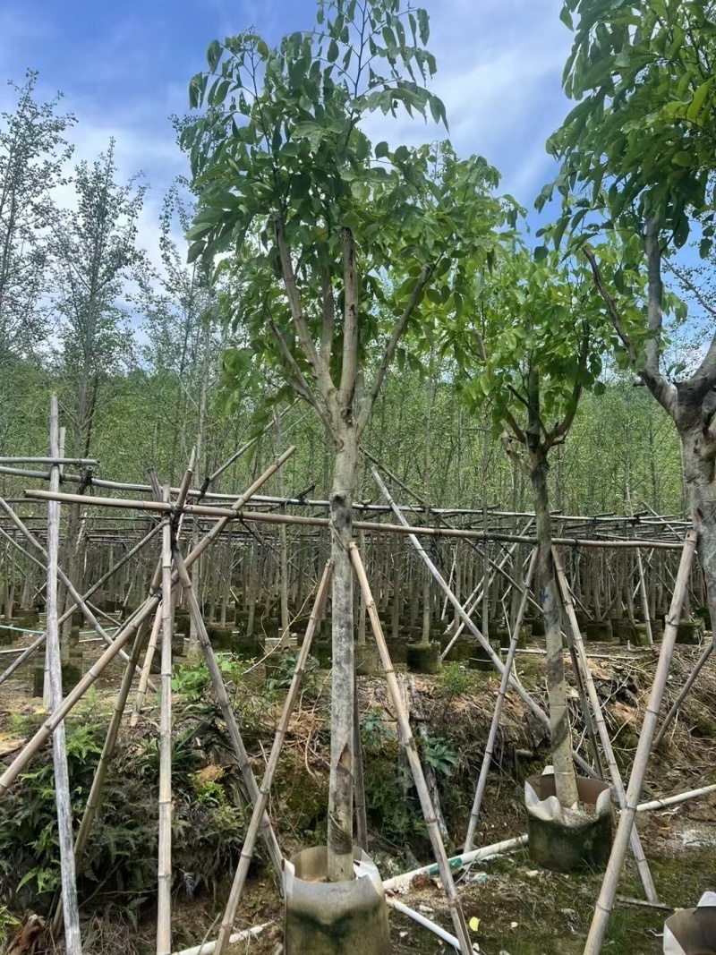 腊肠树8-12公分大量出售