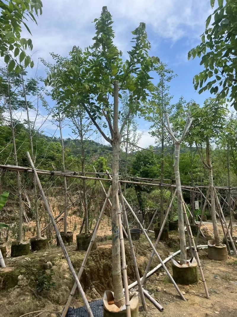 腊肠树8-12公分大量出售