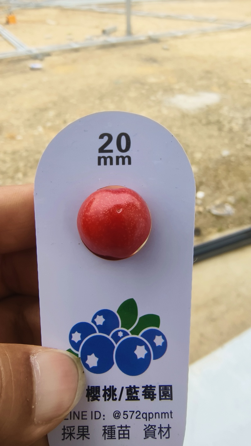贵州天眼玛瑙红樱桃个头大，自家果园一手价格。