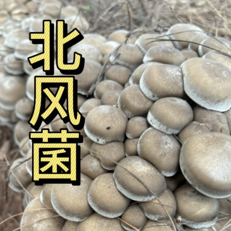 北风菌，又名梨涡菌