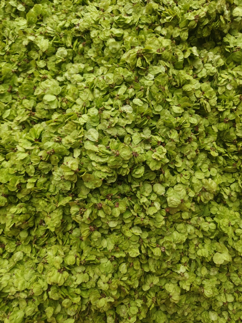 精品野菜榆钱