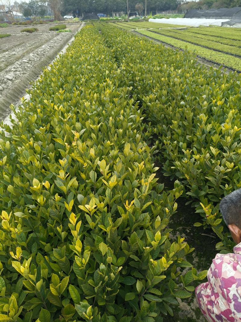 大叶栀子大杯、毛球高度40cm，基地有量，欢迎订购。