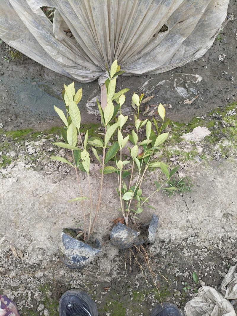 大叶栀子大杯、毛球高度40cm，基地有量，欢迎订购。