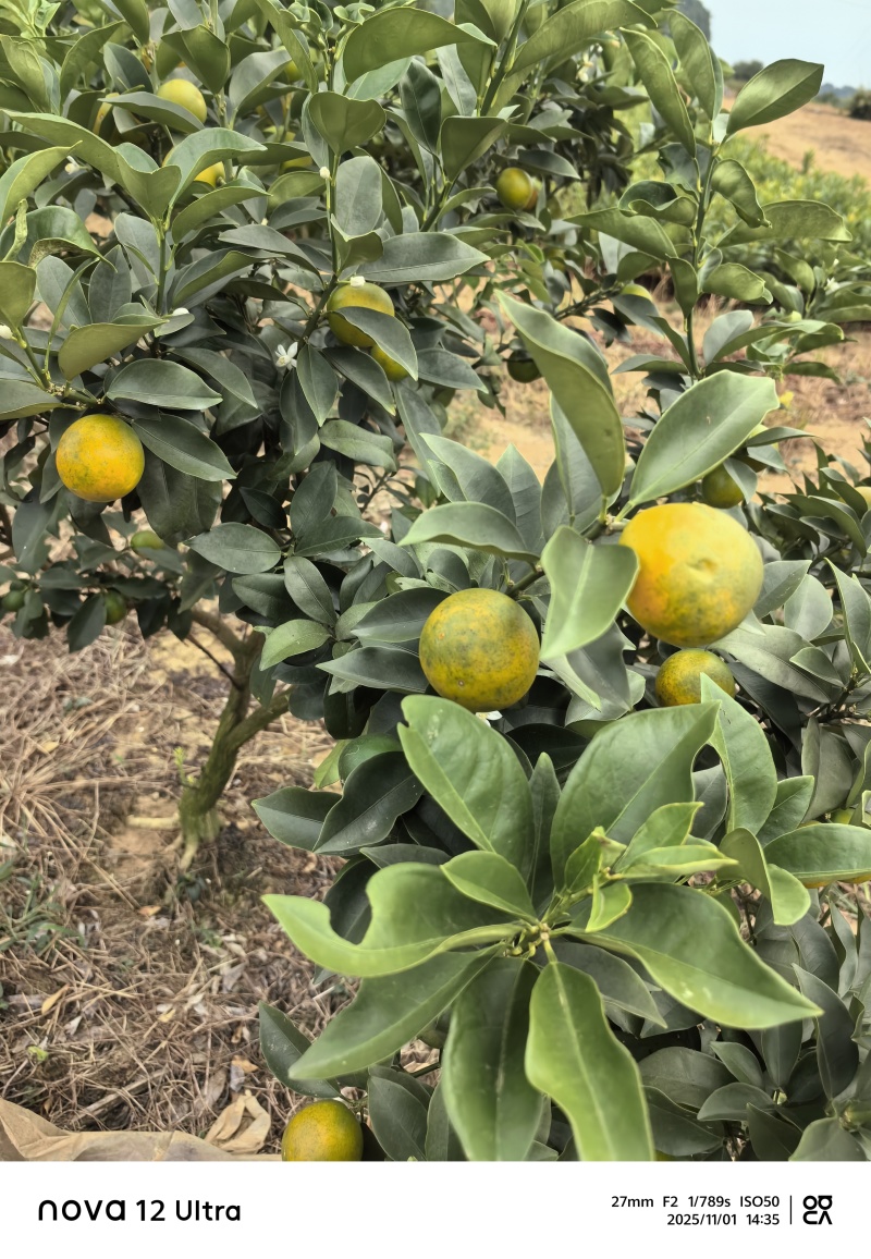 大叶滑皮金桔，包正宗假一赔十（各种苗提供免种植技术
