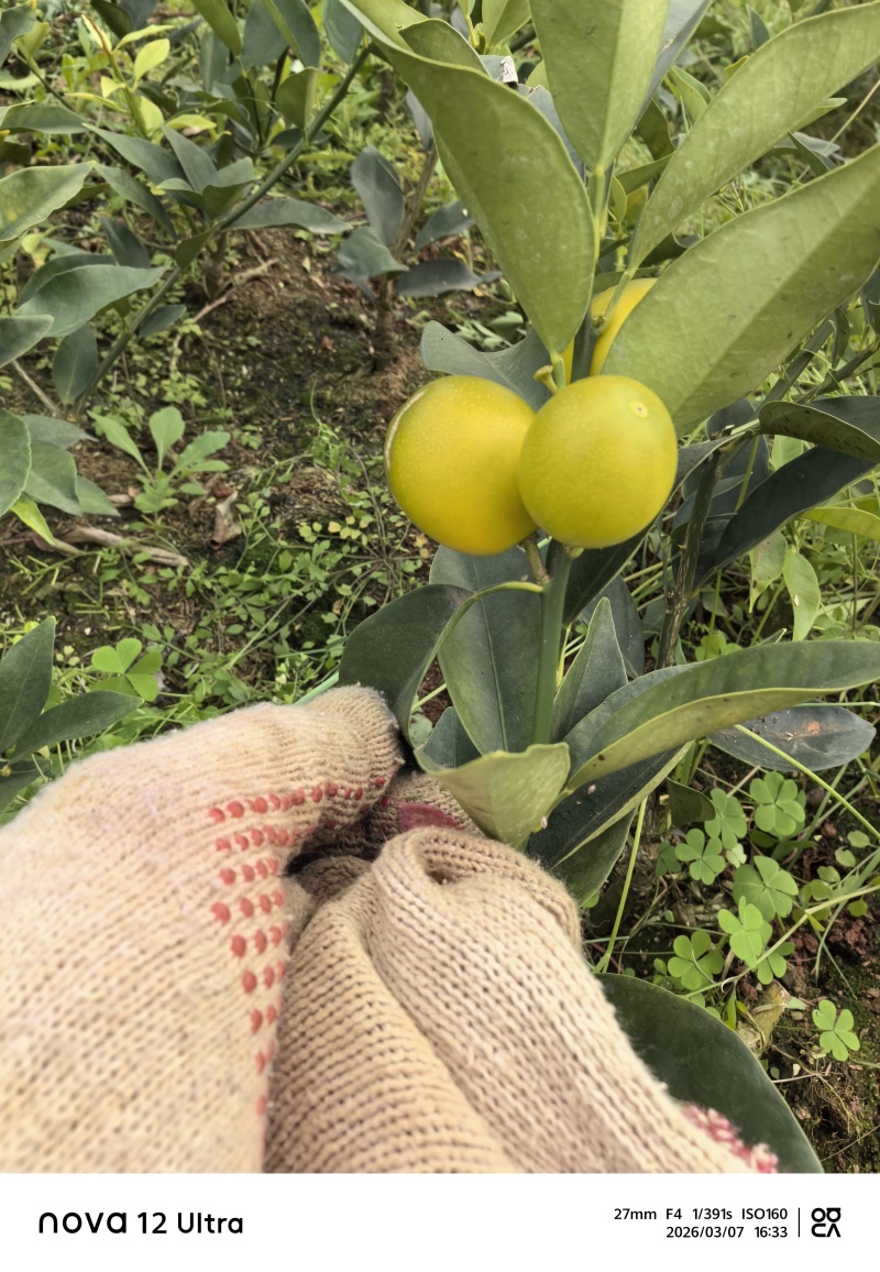 大叶滑皮金桔，包正宗假一赔十（各种苗提供免种植技术