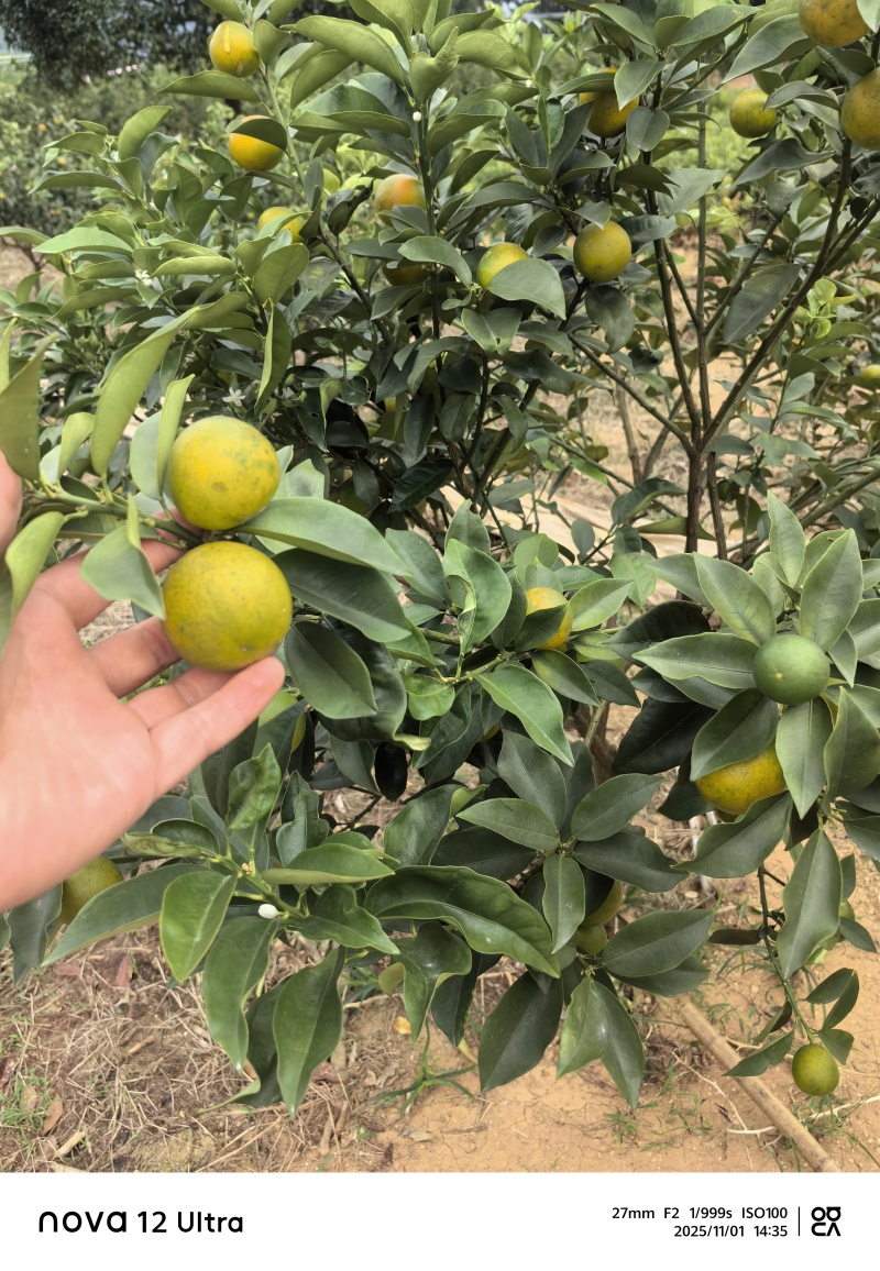 大叶滑皮金桔，包正宗假一赔十（各种苗提供免种植技术