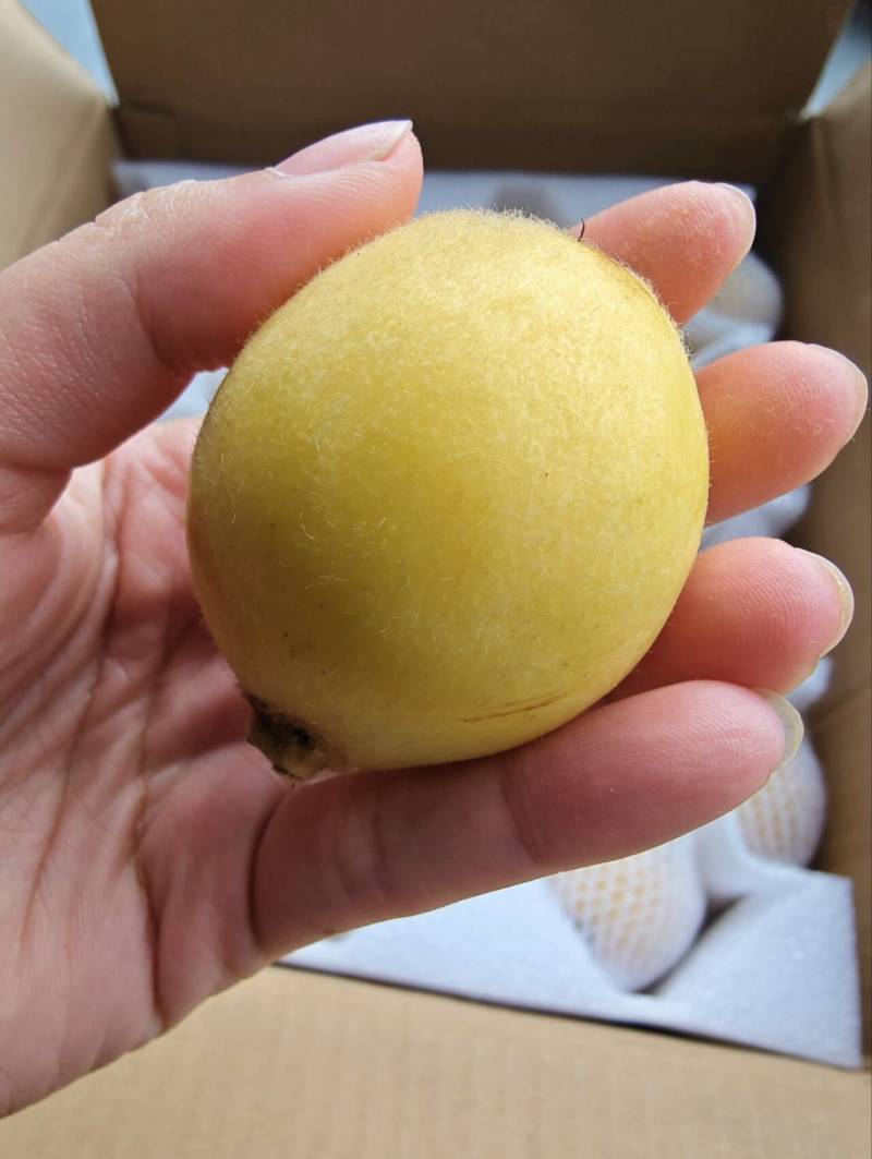 莆田三月白枇杷
