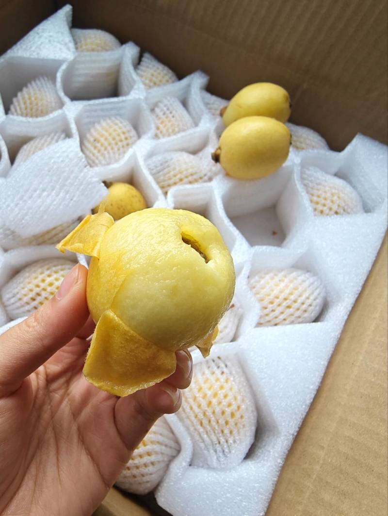 莆田三月白枇杷