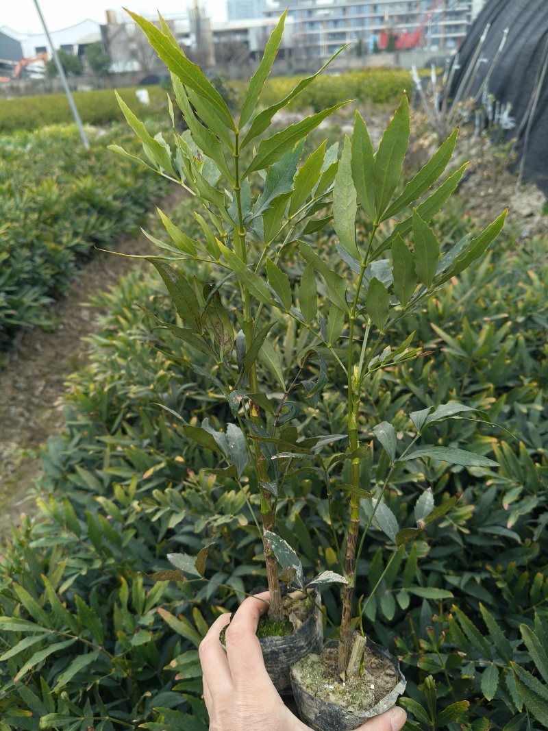 小叶十大功劳小杯，基地有量，欢迎来一亩田订购。