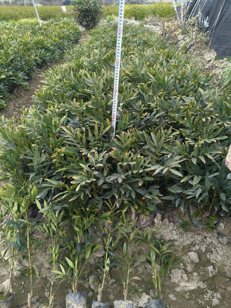 小叶十大功劳小杯，基地有量，欢迎来一亩田订购。