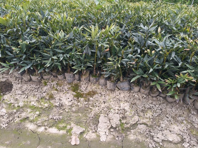 小叶十大功劳小杯，基地有量，欢迎来一亩田订购。