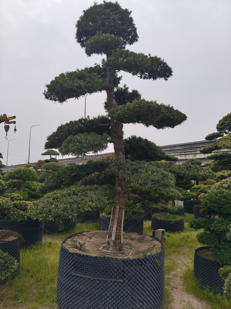 造型大飘罗汉松高度3.5m、1.3m，欢迎订购。