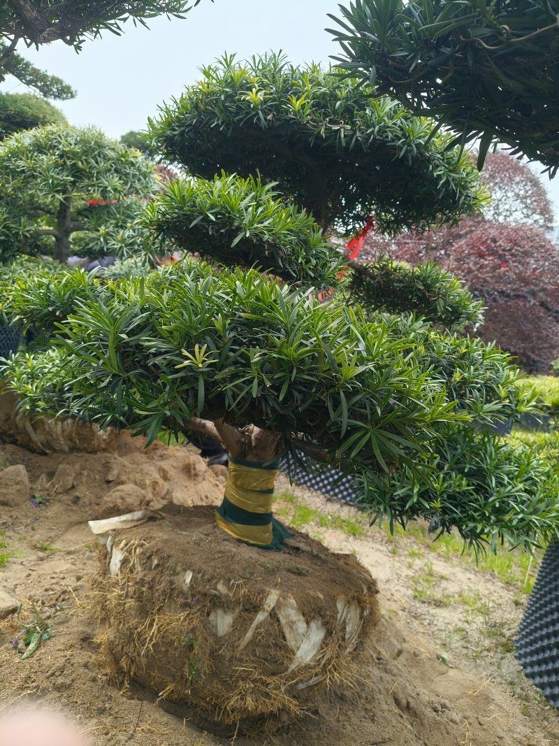 造型大飘罗汉松高度3.5m、1.3m，欢迎订购。