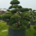 造型大飘罗汉松高度3.5m、1.3m，欢迎订购。