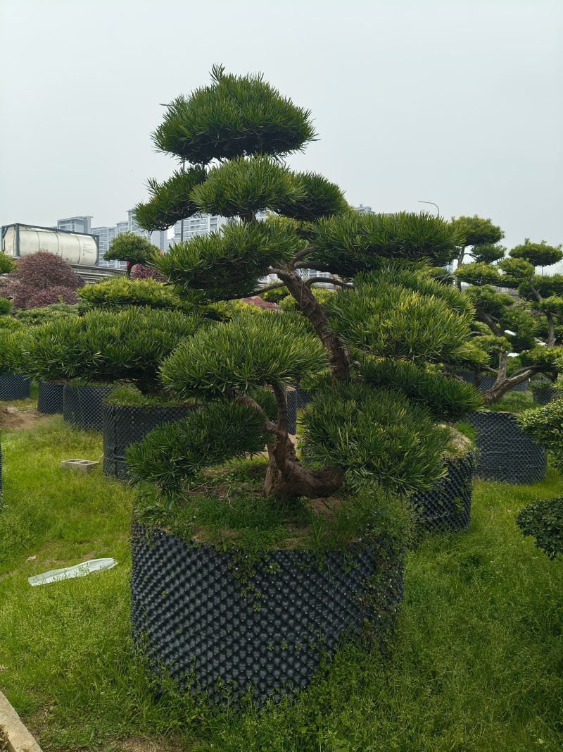 造型大飘罗汉松高度3.5m、1.3m，欢迎订购。