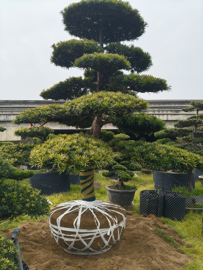 造型大飘罗汉松高度3.5m、1.3m，欢迎订购。
