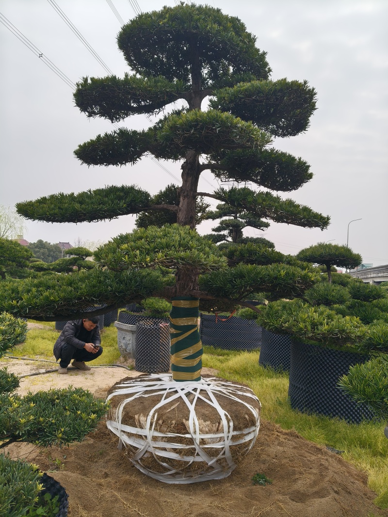 造型大飘罗汉松高度3.5m、1.3m，欢迎订购。