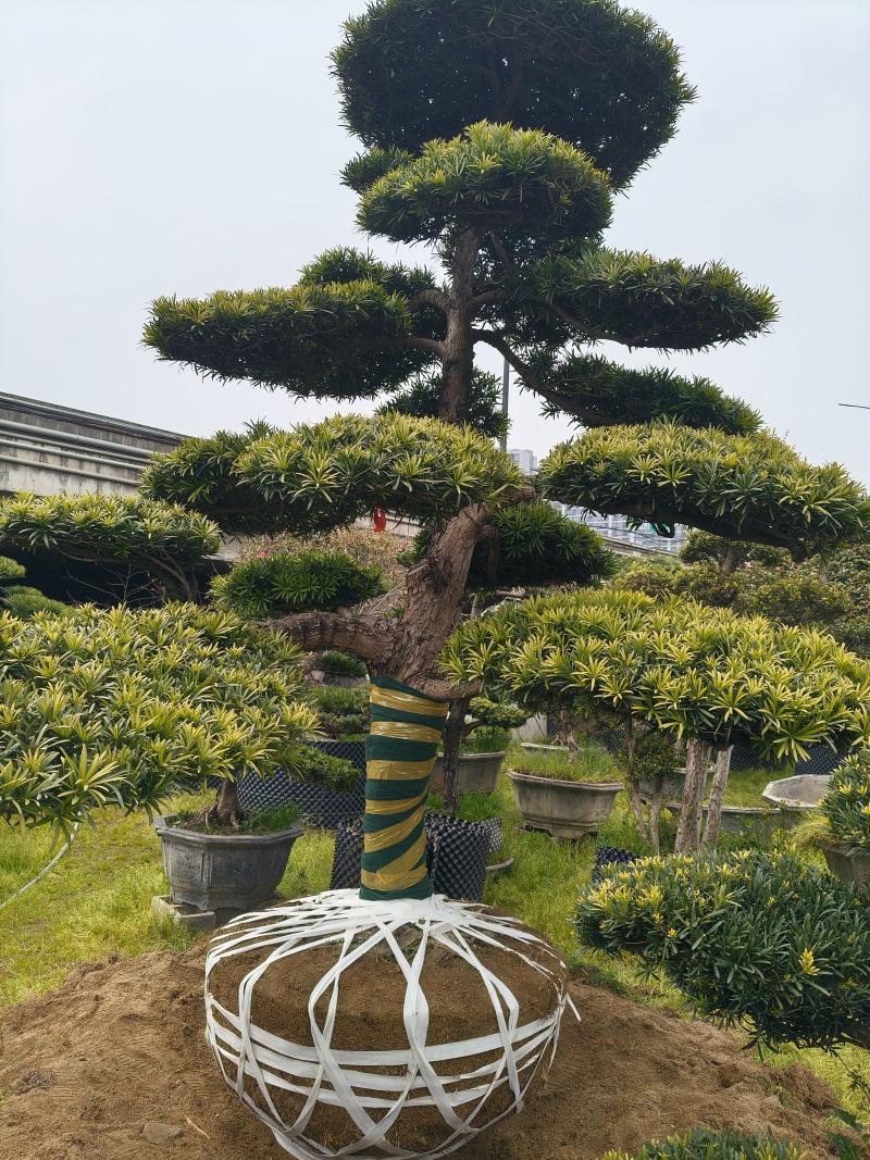 造型大飘罗汉松高度3.5m、1.3m，欢迎订购。