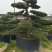 造型大飘罗汉松高度3.5m、1.3m，欢迎订购。