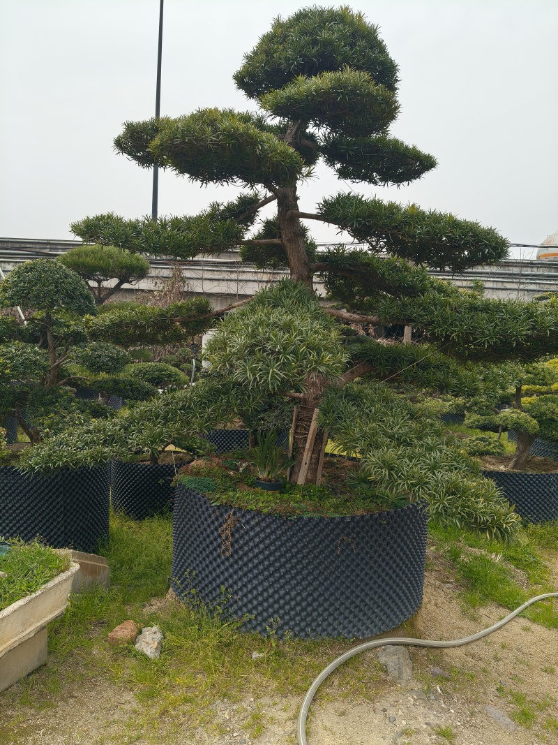 造型大飘罗汉松高度3.5m、1.3m，欢迎订购。