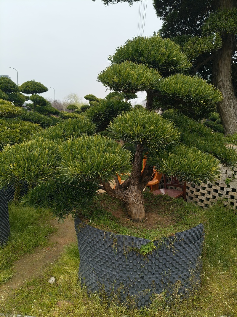 造型大飘罗汉松高度3.5m、1.3m，欢迎订购。