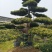 造型大飘罗汉松高度3.5m、1.3m，欢迎订购。
