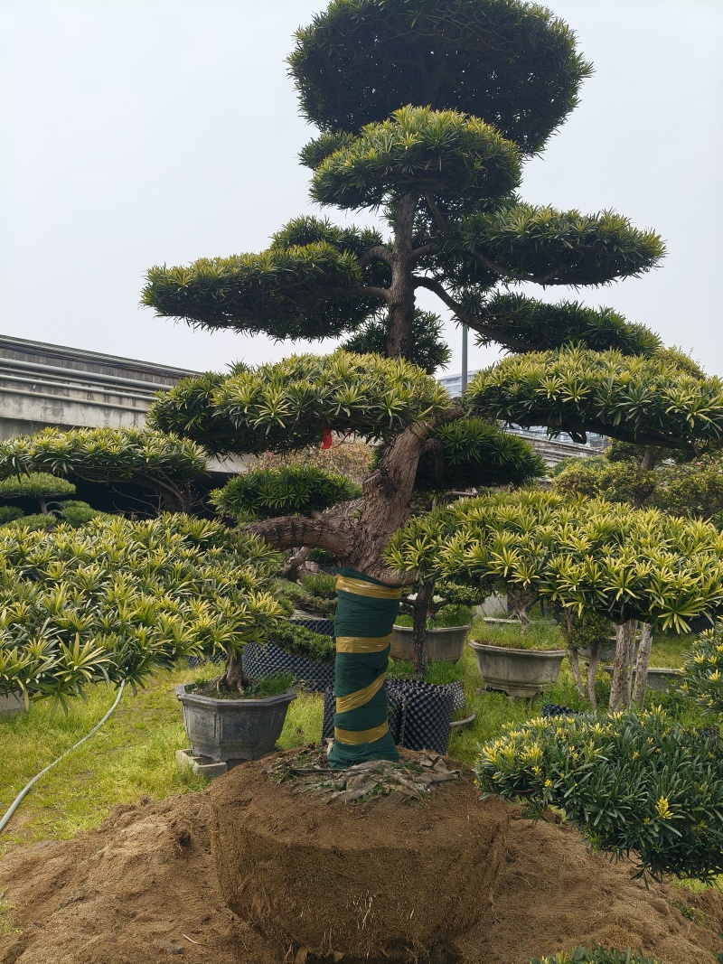造型大飘罗汉松高度3.5m、1.3m，欢迎订购。