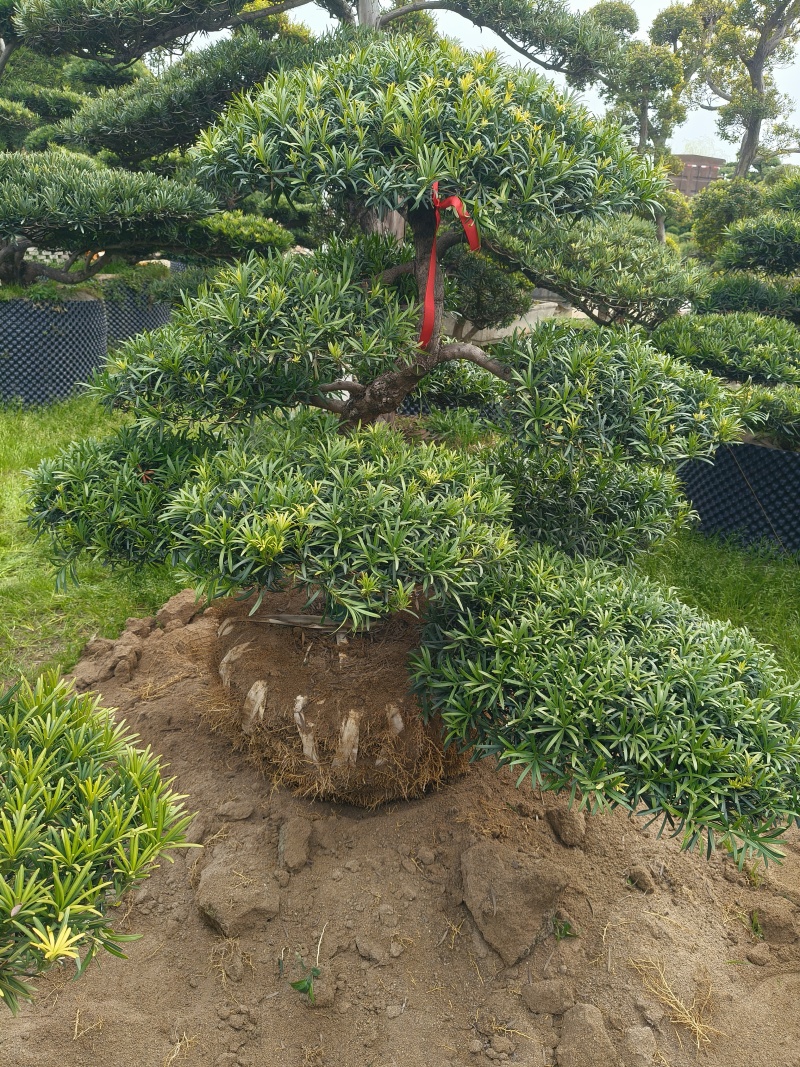 造型大飘罗汉松高度3.5m、1.3m，欢迎订购。