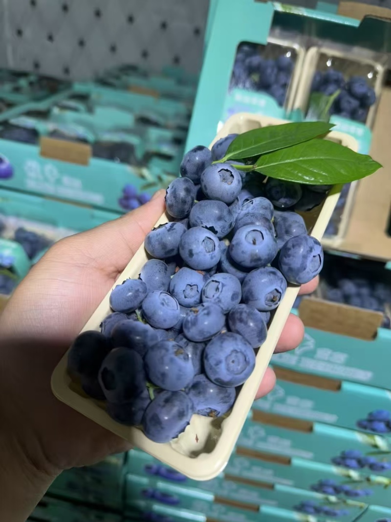 蓝莓串果