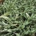 鲜白蒿野白蒿欢迎预定可接大量