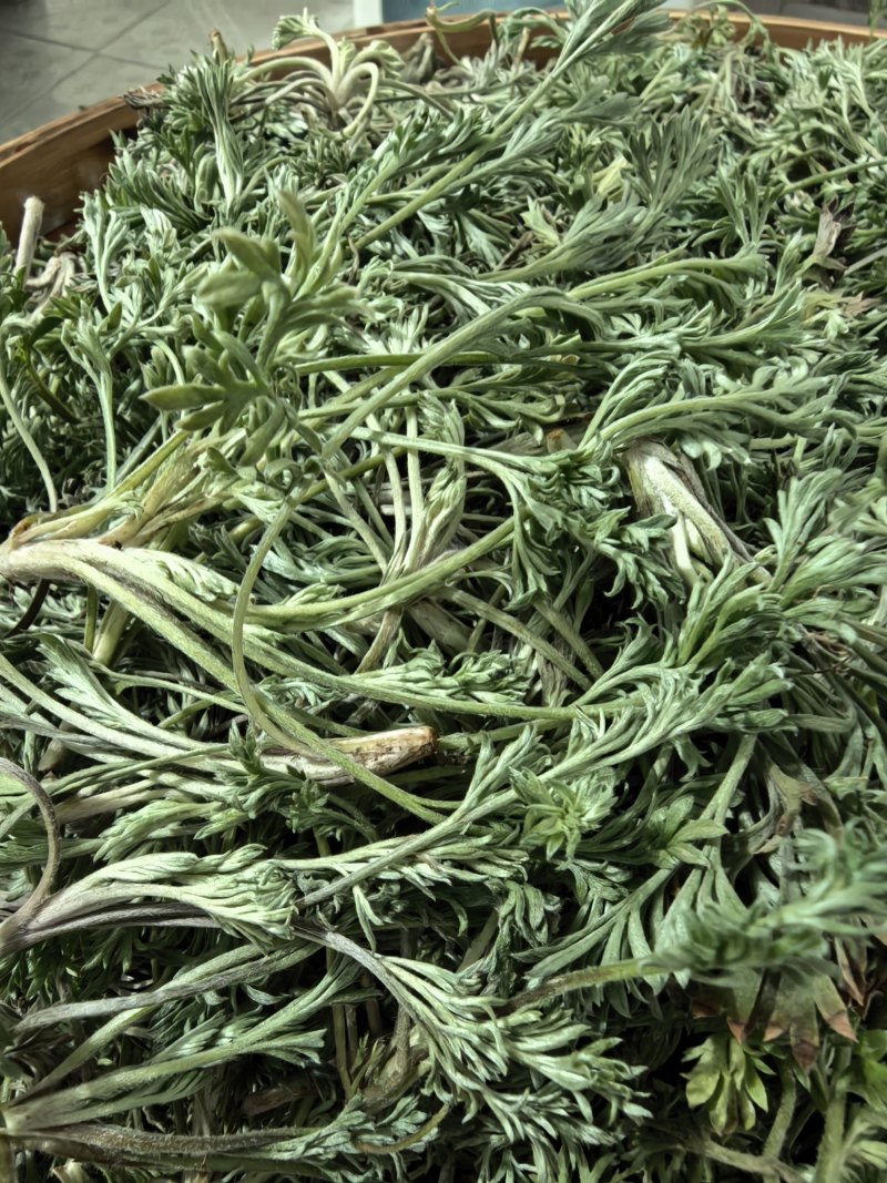鲜白蒿野白蒿欢迎预定可接大量