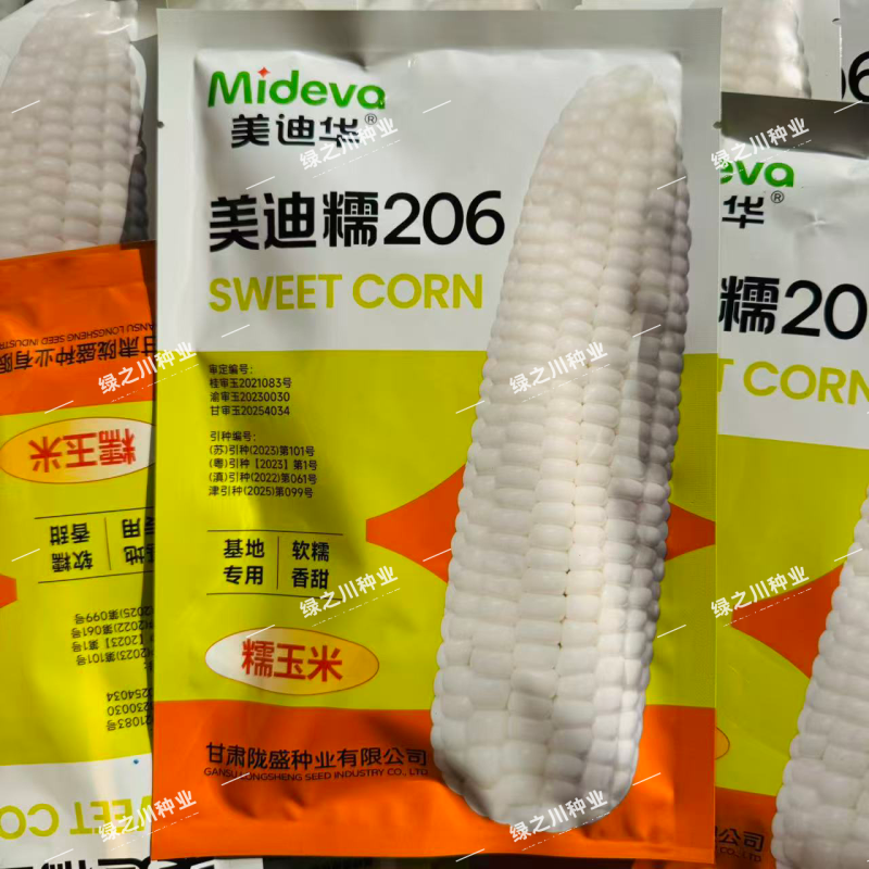 美迪糯206糯玉米种子糯中带甜基地专用软糯香甜玉米种籽