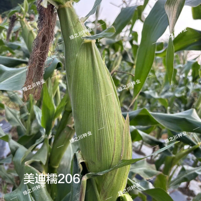 美迪糯206糯玉米种子糯中带甜基地专用软糯香甜玉米种籽