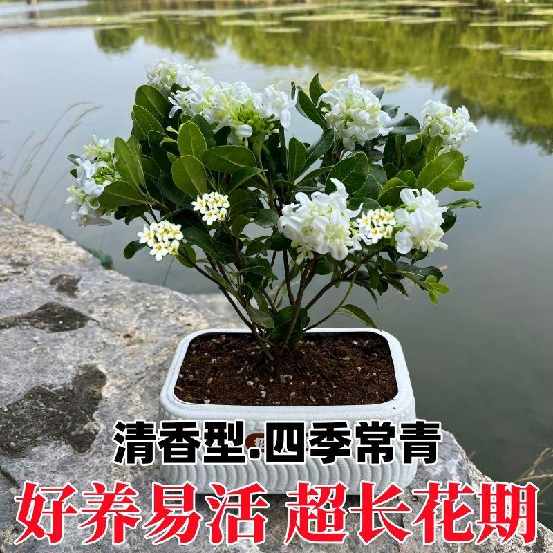 正宗七里香海桐盆栽浓香型驱蚊花卉绿植四季阳台庭院植物耐寒