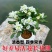正宗七里香海桐盆栽浓香型驱蚊花卉绿植四季阳台庭院植物耐寒