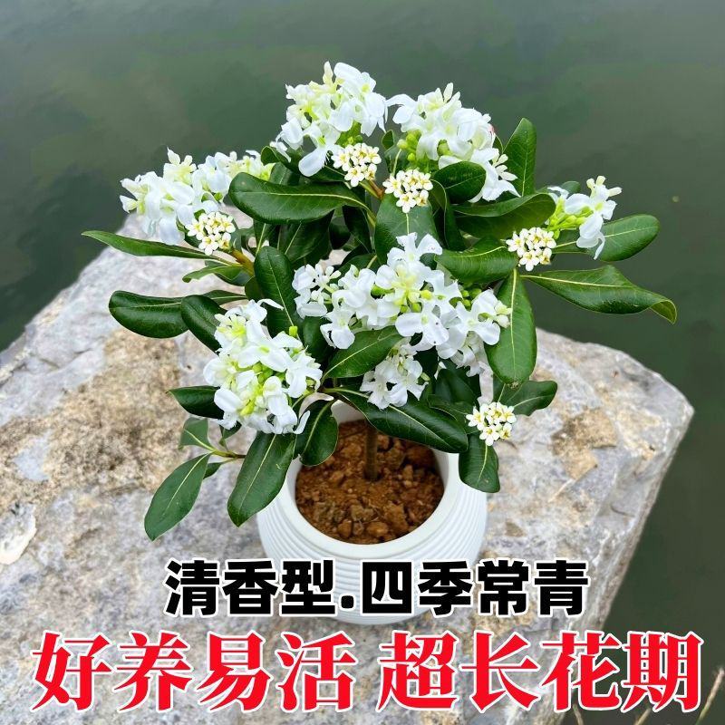 正宗七里香海桐盆栽浓香型驱蚊花卉绿植四季阳台庭院植物耐寒