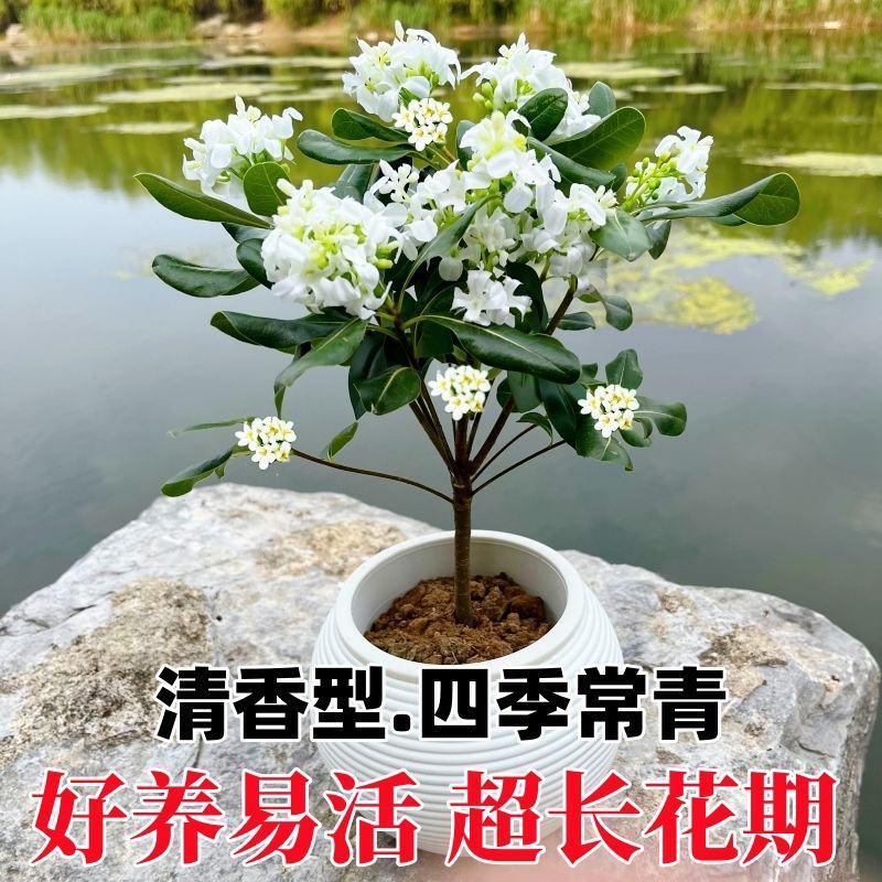 正宗七里香海桐盆栽浓香型驱蚊花卉绿植四季阳台庭院植物耐寒