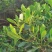 正宗七里香海桐盆栽浓香型驱蚊花卉绿植四季阳台庭院植物耐寒