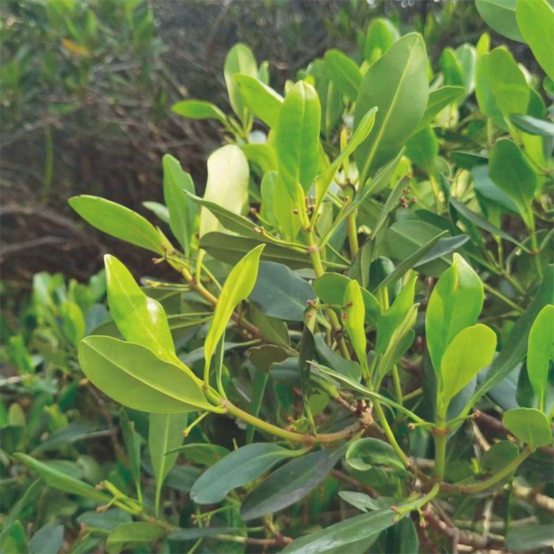 正宗七里香海桐盆栽浓香型驱蚊花卉绿植四季阳台庭院植物耐寒