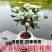 正宗七里香海桐盆栽浓香型驱蚊花卉绿植四季阳台庭院植物耐寒