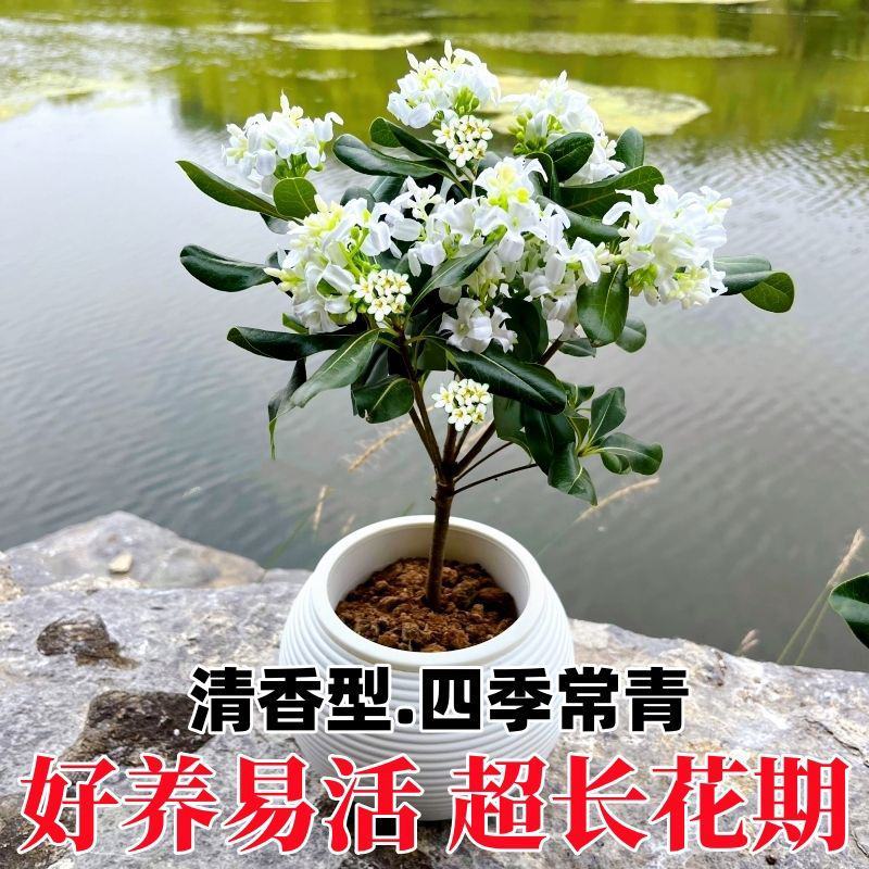 正宗七里香海桐盆栽浓香型驱蚊花卉绿植四季阳台庭院植物耐寒