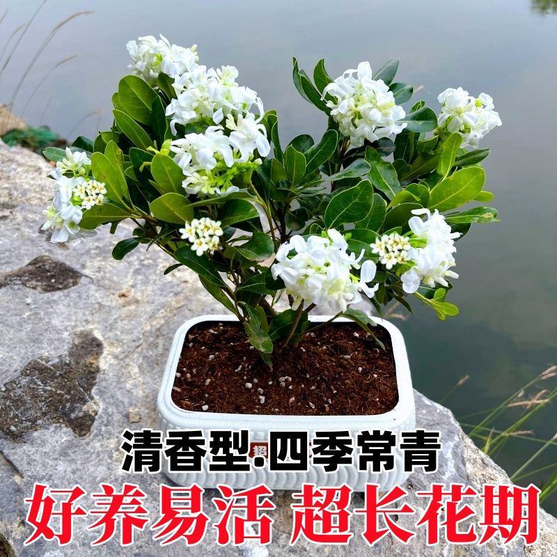 正宗七里香海桐盆栽浓香型驱蚊花卉绿植四季阳台庭院植物耐寒