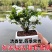 正宗七里香海桐盆栽浓香型驱蚊花卉绿植四季阳台庭院植物耐寒