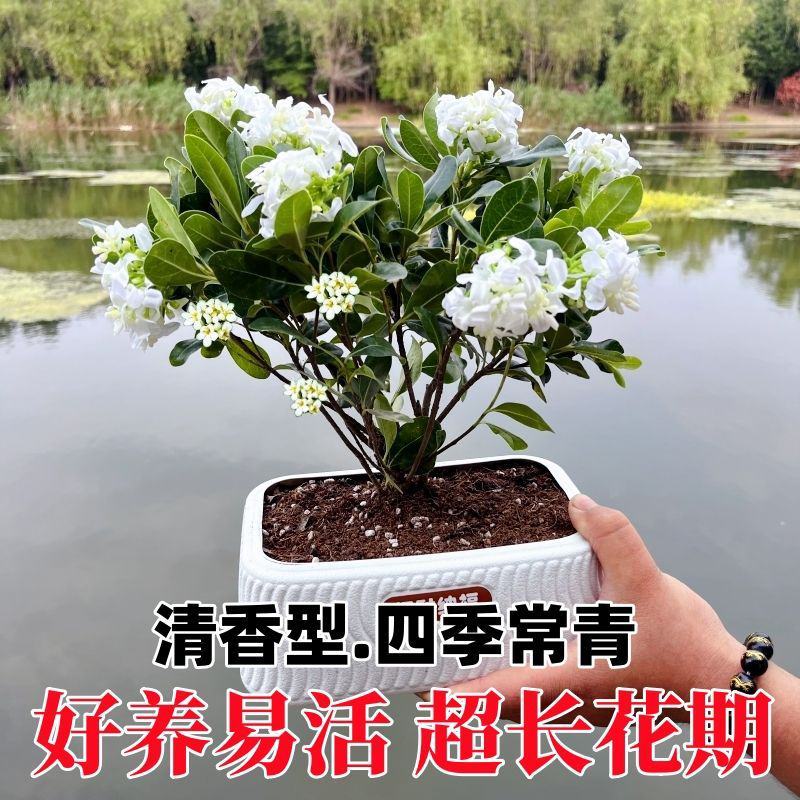 正宗七里香海桐盆栽浓香型驱蚊花卉绿植四季阳台庭院植物耐寒