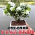 正宗七里香海桐盆栽浓香型驱蚊花卉绿植四季阳台庭院植物耐寒