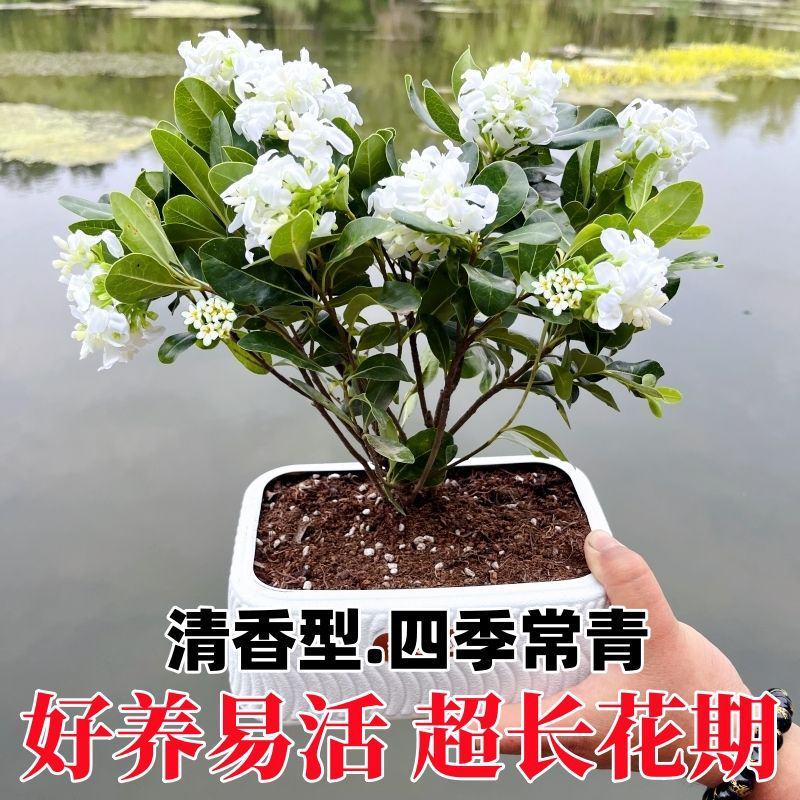 正宗七里香海桐盆栽浓香型驱蚊花卉绿植四季阳台庭院植物耐寒