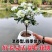 正宗七里香海桐盆栽浓香型驱蚊花卉绿植四季阳台庭院植物耐寒