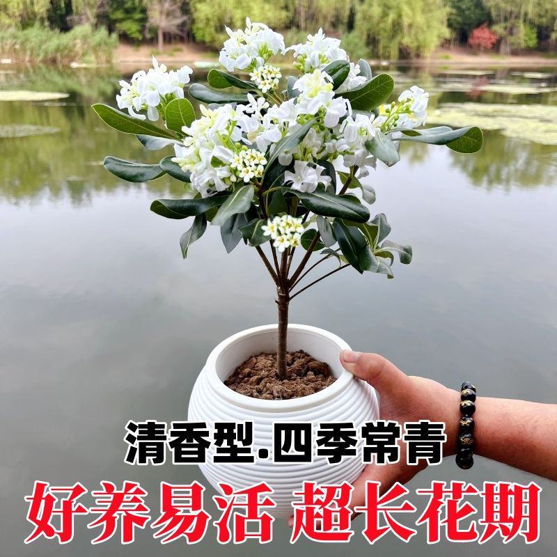 正宗七里香海桐盆栽浓香型驱蚊花卉绿植四季阳台庭院植物耐寒