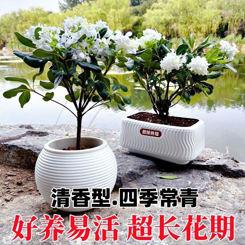 正宗七里香海桐盆栽浓香型驱蚊花卉绿植四季阳台庭院植物耐寒